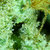 _myrcene thumbnail