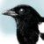 machinebird thumbnail