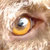 indered_sunshine-bc thumbnail