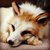 riftthecoyote thumbnail