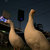 Enten/Eller thumbnail