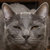 South Pole Cat thumbnail