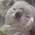 shrubbah thumbnail