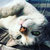 ねこまっく thumbnail