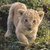 badger1957 thumbnail