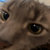 analoggue thumbnail