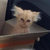 dj_sadcat thumbnail