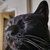 Unrepentantchuck thumbnail