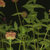 swampfrond thumbnail