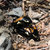 S.Y. thumbnail