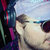 GOGO thumbnail