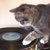 dj tankard thumbnail