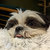 heardogwhistle thumbnail