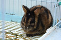 Annamite striped rabbit image