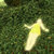 qenola thumbnail