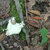 Casio's in the forest thumbnail