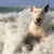 shepherd_dog08 thumbnail