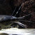 batrachus thumbnail