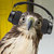 MelodicHawk thumbnail