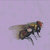 beelzebel thumbnail