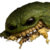 swamp_frog thumbnail