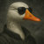 Goose thumbnail