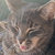 Gibba Gibba thumbnail