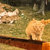 mochi0 thumbnail