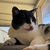 Lily thumbnail