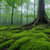Mossy Roots thumbnail