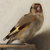 _goldfinch thumbnail