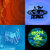 oplaboom thumbnail