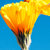vibraryofcongress thumbnail