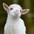 bebechevre thumbnail