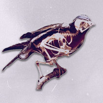 Birds cover art