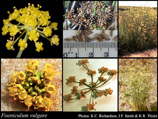 Photograph of Foeniculum vulgare Mill. Image
