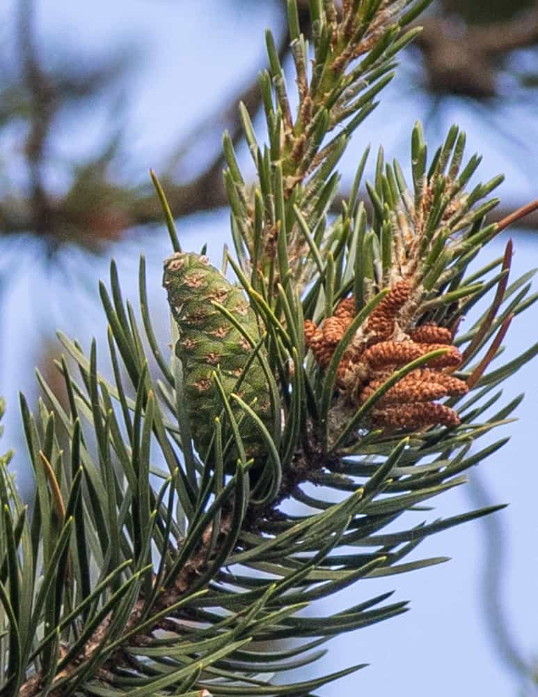 Jack pine cones for making pine cone syrup
