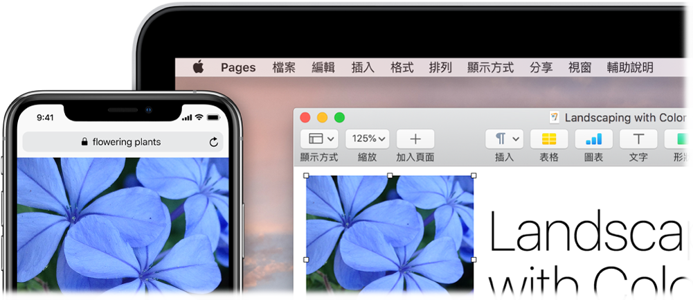 顯示照片的 iPhone,旁邊顯示的是正在將該照片貼入 Pages 文件的 Mac。