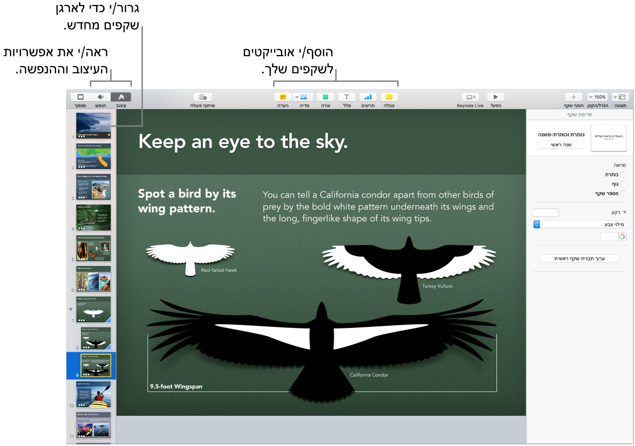 חלון של Keynote המראה כיצד לשנות את הסדר של שקפים ומסמן כפתורים המאפשרים להוסיף אובייקטים לשקפים, כולל אפשרויות עיצוב והנפשה.