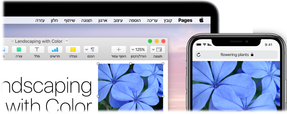 מכשיר iPhone המציג תמונה, לצד Mac המציג את אותה תמונה מודבקת במסמך Pages.