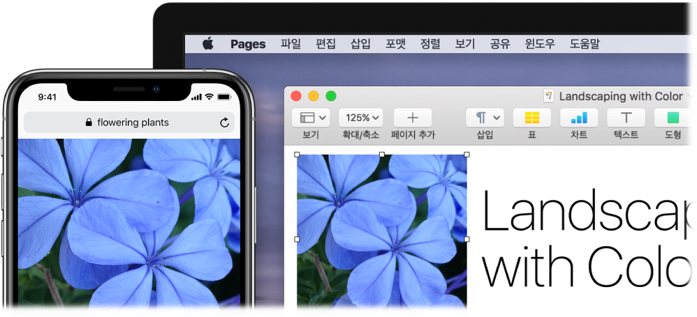 Mac 옆에 있는 iPhone에 사진이 표시되어 있고 해당 사진이 Pages 문서로 붙여 넣어지는 모습.