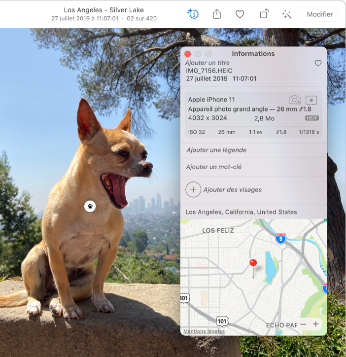 Photo d’un chihuahua assis sur un rocher, avec la fenêtre Informations ouverte à côté. Une icône « Recherche visuelle » se trouve sur la poitrine du chien.