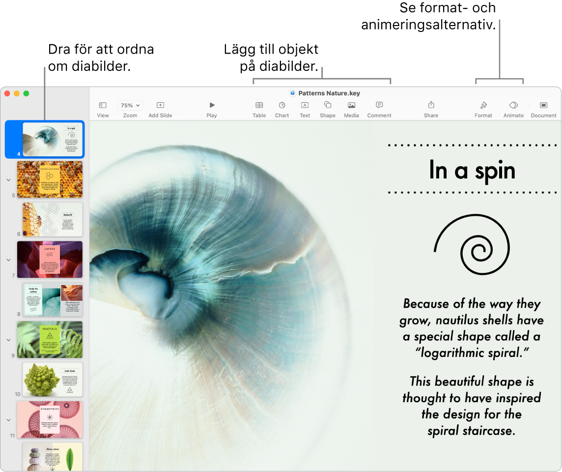 Ett Keynote-fönster som visar diabildsnavigatorn till vänster och hur du ordnar om diabilder, verktygsfältet med redigeringsverktyg överst, samarbetsknappen uppe till höger och knapparna för format och animering till höger.