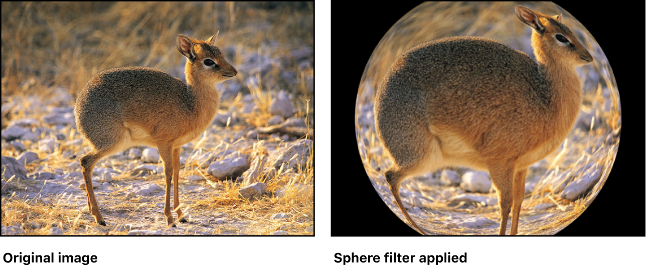 「球」フィルタの効果を示すキャンバス