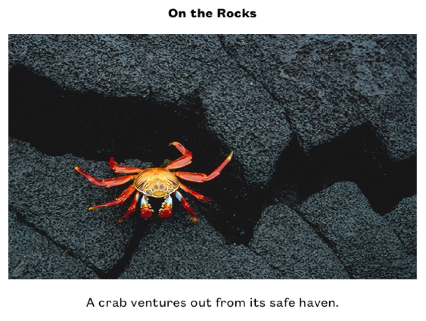Photo d’un petit crabe rouge et jaune sur des rochers noirs. Au-dessus de la photo, figure le titre « Sur les rochers » et sous la photo, figure le sous-titre « Un crabe part à l’aventure ».