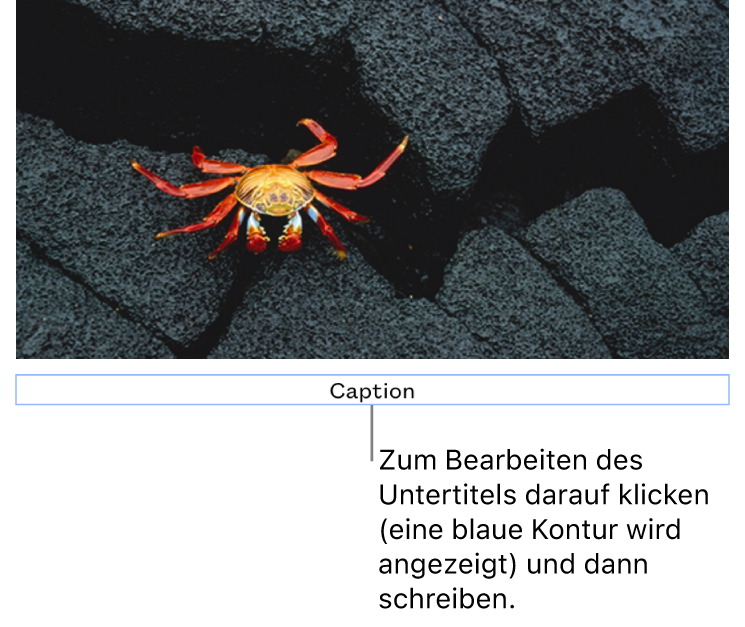 Der Platzhalter-Untertitel „Untertitel“ erscheint unter einem Foto, ein blauer Rahmen um das Untertitelfeld gibt an, dass es ausgewählt ist.
