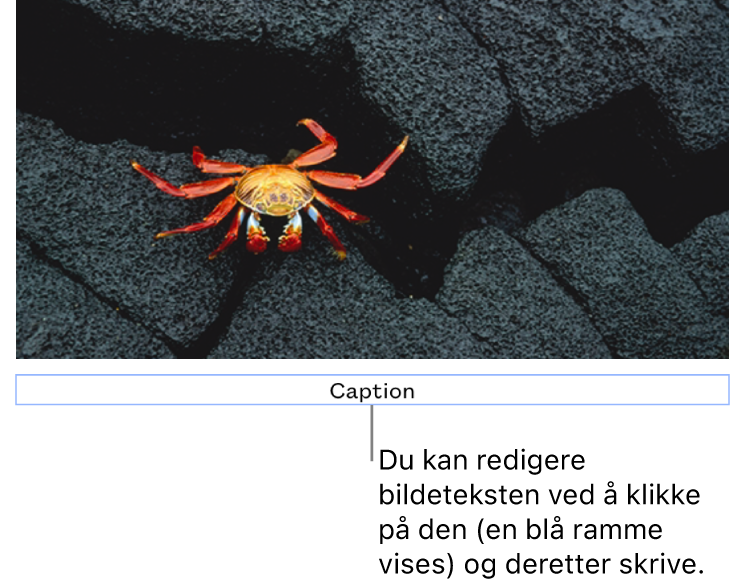 Plassholderinfoteksten «Infotekst» vises under et bilde. Et blått omriss rundt infotekstfeltet viser at det er markert.