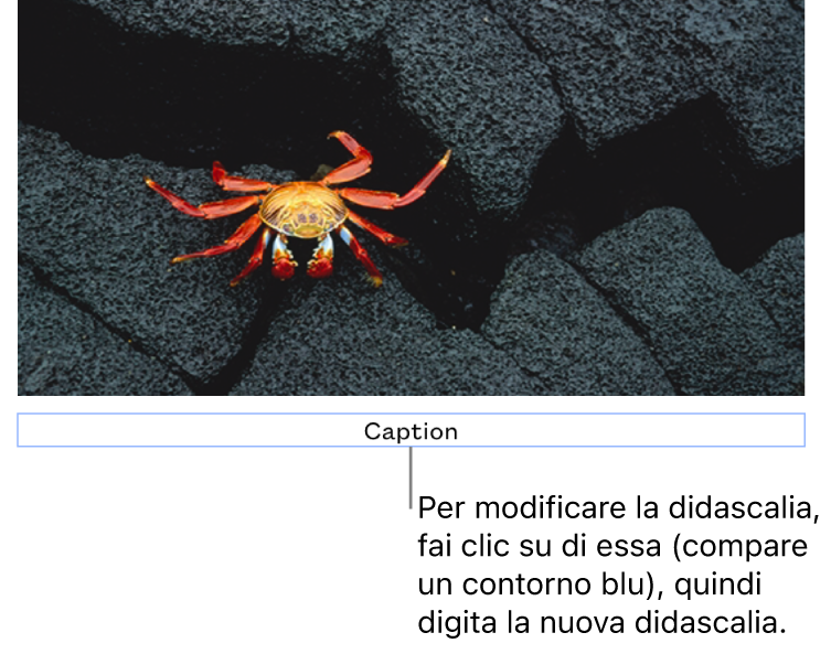La didascalia segnaposto “Didascalia” viene visualizzata sotto una foto e un contorno blu attorno al campo della didascalia indica che è stata selezionata.