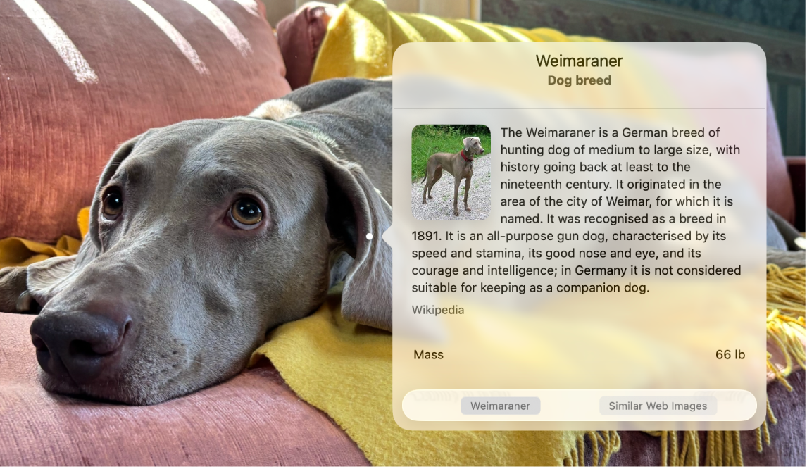 O poză cu un câine, cu fereastra Căutare vizuală afișând informații despre rasa câinelui.