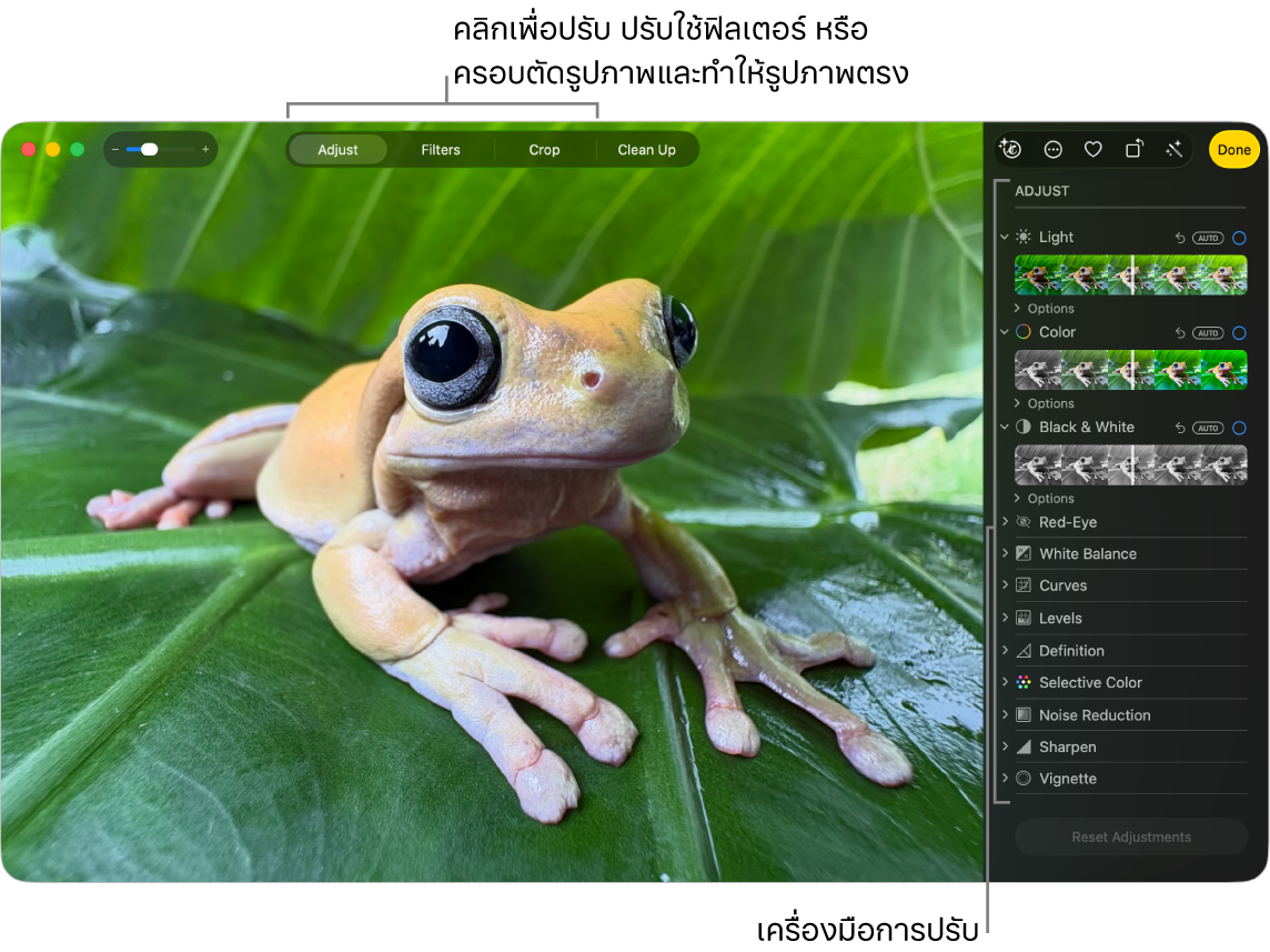 รูปภาพในมุมมองการแก้ไขโดยมีปรับถูกเลือกอยู่ในแถบเครื่องมือและเครื่องมือการปรับอยู่ทางด้านขวา